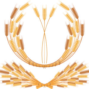 Wheat PNG