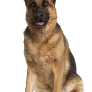 German Shepherd PNG