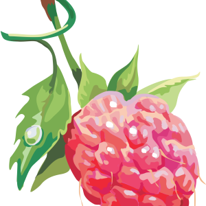 Rraspberry PNG image