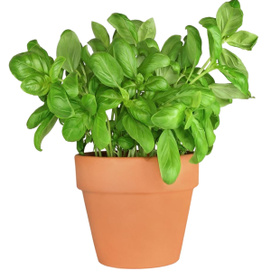 Basil PNG