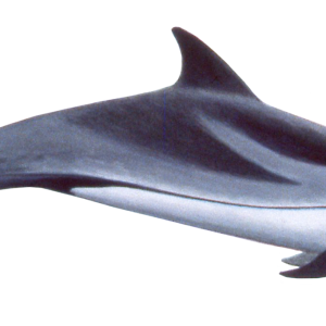 Dolphin PNG