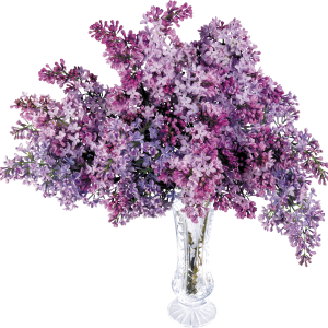Lilac PNG