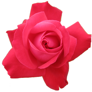 Rose png image, free picture download