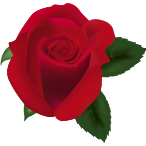 Rose PNG