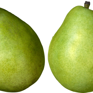 Green pears PNG image