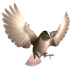 Bird PNG