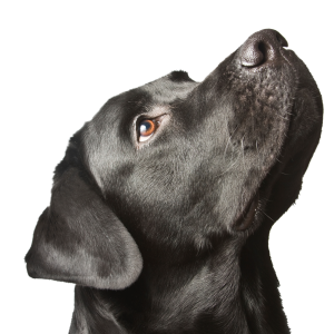 Labrador Retriever PNG