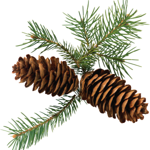 Pine cone PNG