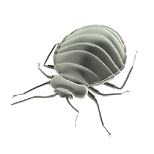 Bed bug PNG