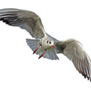 Gull PNG