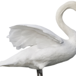 Swan PNG