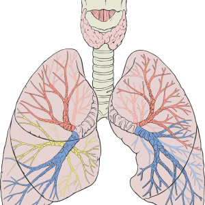 Lungs PNG