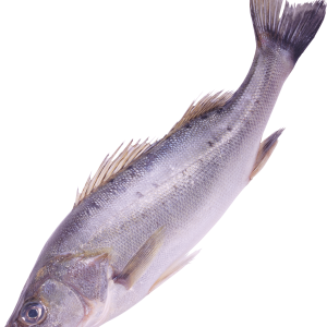 fish PNG image