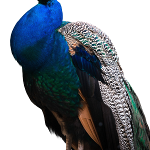Peacock PNG