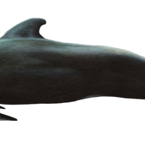Whale PNG