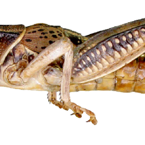 Grasshopper PNG