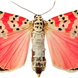 Pink butterfly PNG image, butterflies