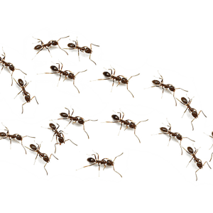 ants PNG