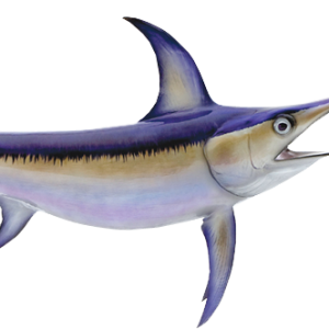 Swordfish PNG