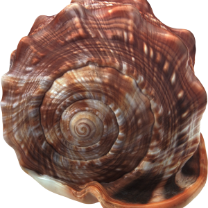 Seashell PNG