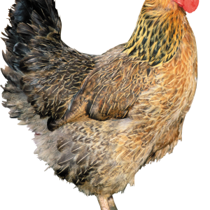 Chicken PNG image