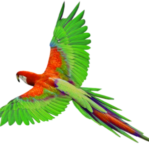 Parrot PNG image