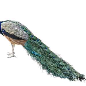 Peacock PNG