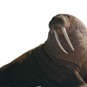 Walrus PNG image