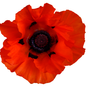 Poppy flower PNG red