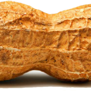 Peanut PNG