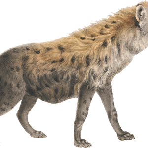 Hyena PNG