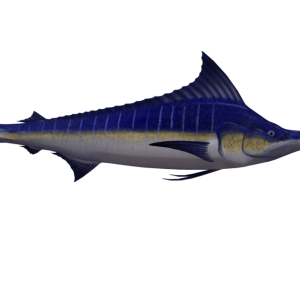 Swordfish PNG