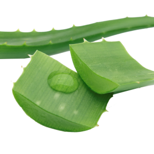 Aloe vera PNG