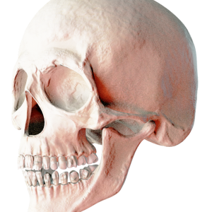 Skull PNG