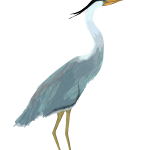 Heron PNG