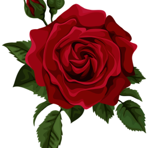 Rose PNG