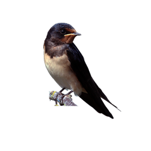 Swallow PNG