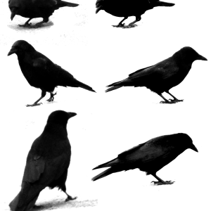 Raven PNG