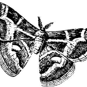 Moth PNG