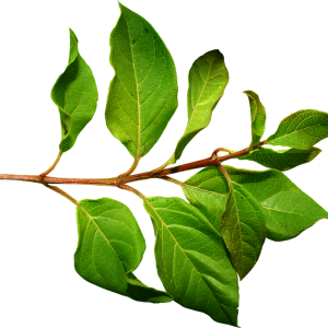 Green leaf PNG