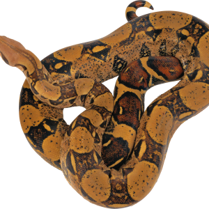 Snake PNG image picture download free
