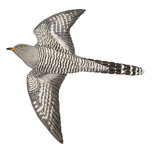 Cuckoo PNG
