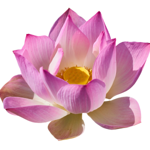 Lotus flower PNG