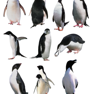 Penguins PNG image