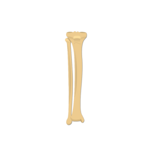 Bone PNG