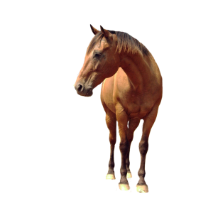 Horse png image