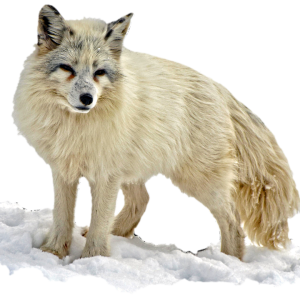 Arctic fox PNG