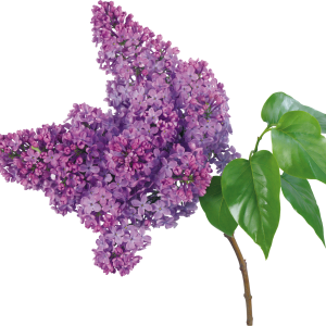 Lilac PNG