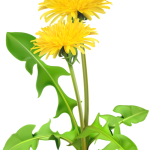 Dandelion PNG
