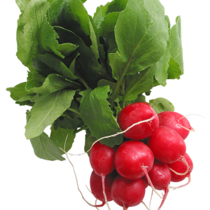 Radish PNG